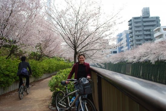 cherry blossoms in Tokyo