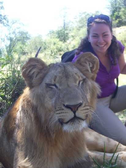lion in zimbabwe