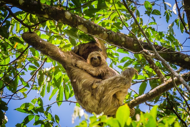 Watch out for Cows, Cabs and Volcanoes in Nicaragua