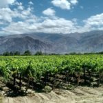 Argentinian Wine: Exploring Mendoza’s Wineries