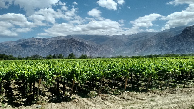 Argentinian Wine: Exploring Mendoza's Wineries