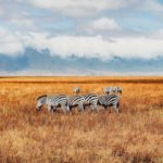 Get What You Pay For: My African Safari Experience