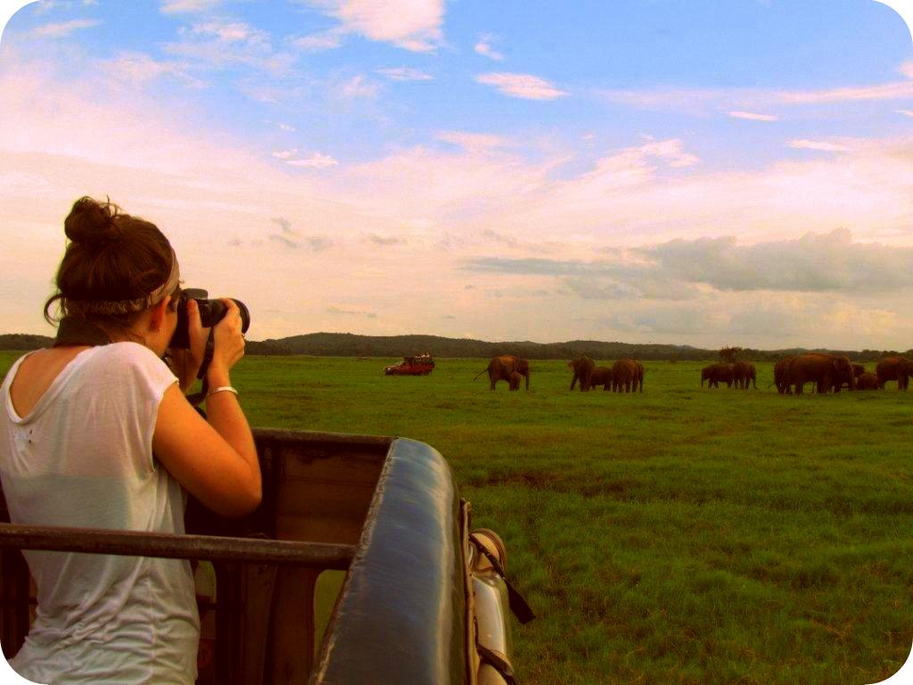 Sri Lankan Safari