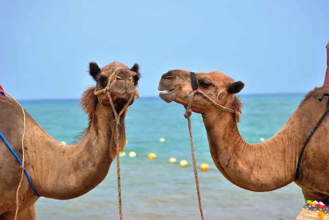 Camels, Homestays, and Feasts: Four Days in Morocco