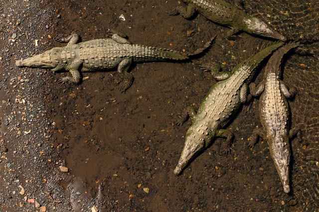 crocodiles in costa rica