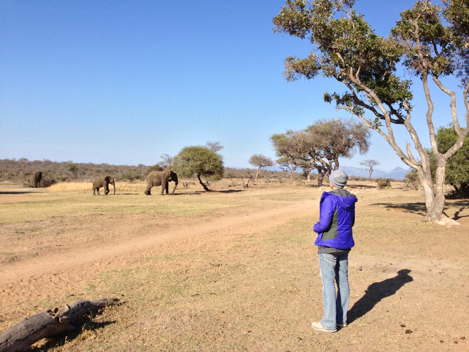 South African Safari