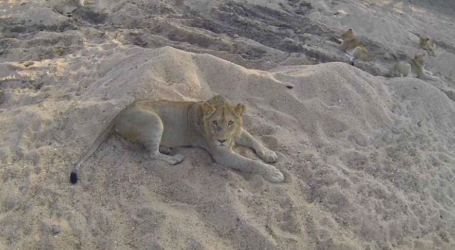 lion in south africa