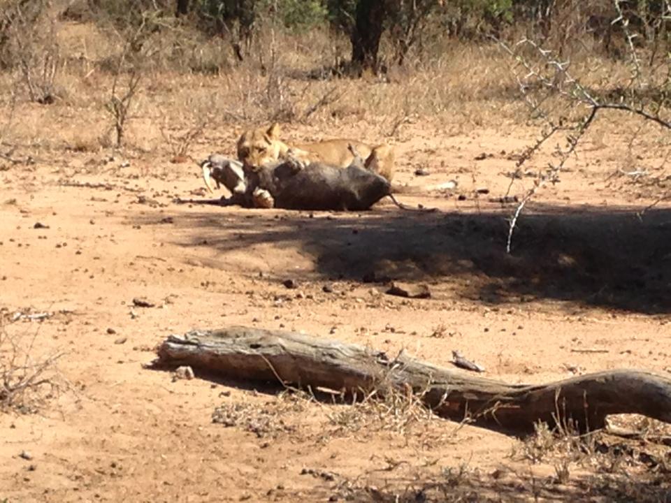 lion kills warthog