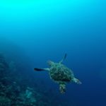 Finding A Scuba Diving Paradise in Utila