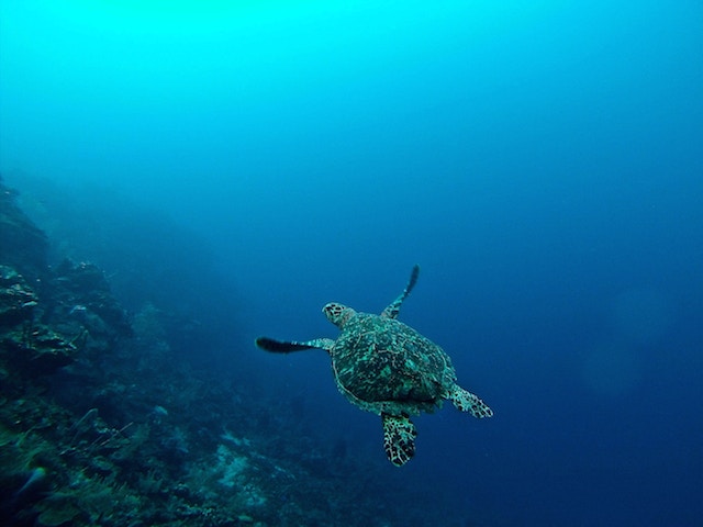 Finding A Scuba Diving Paradise in Utila
