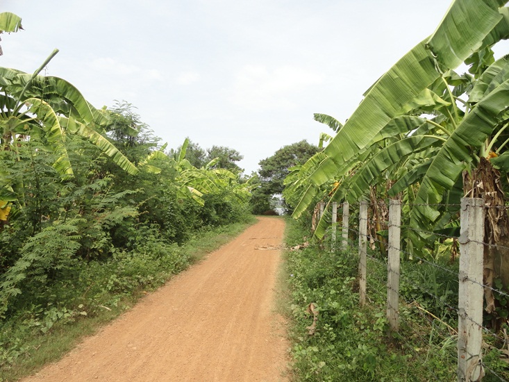 biking in kandal alongside banana plants