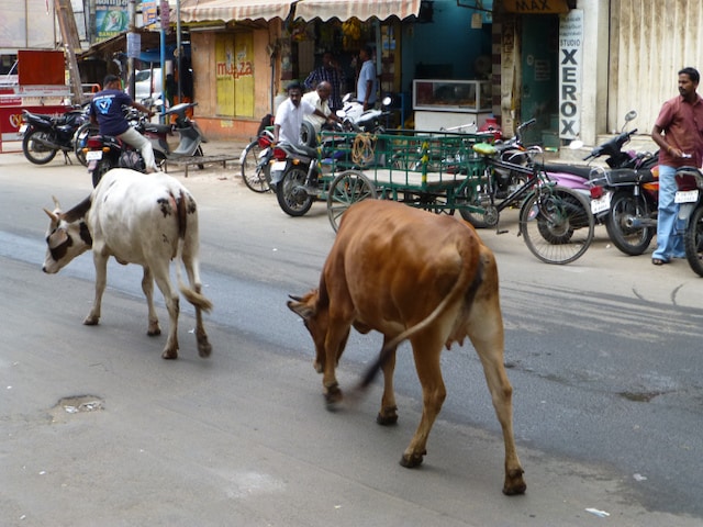 Why You'll Want to Experience The Chaos of Madurai, India