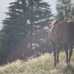 Bringing Horseback Riding to Bhutan