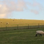 My WWOOF UK Experience: Proving Myself as a Female Farm Hand
