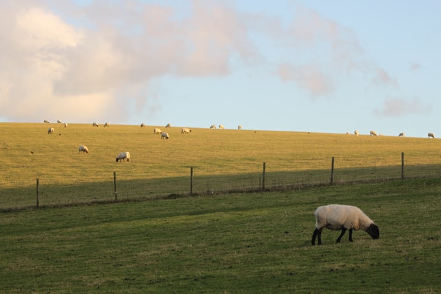 My WWOOF UK Experience: Proving Myself as a Female Farm Hand