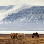 Travel Iceland: In Conversation with Leah Missik