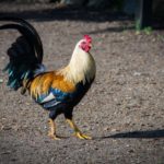 The Roosters that Kept Me Awake in Colombia