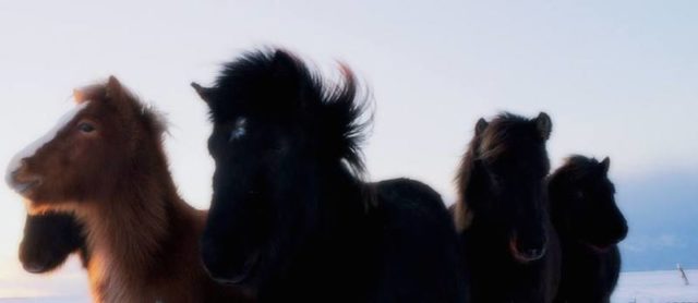 Gorgeous Icelandic horses!