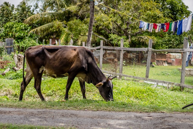 Guyana, South America: 6 Things I Wish I Knew Before My Trip