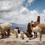 8 Tips for Survival When Traveling in Peru