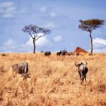 4 Harmful Misconceptions about Africa