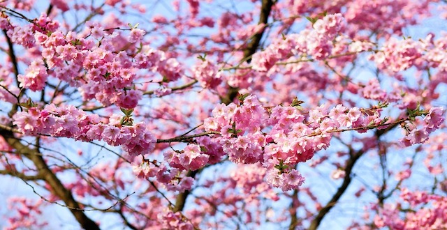 Best Places to View Cherry Blossoms in Japan
