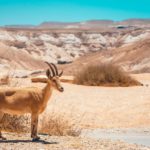 Ein Avdat: A Stunning Hike in Israel’s Negev Desert