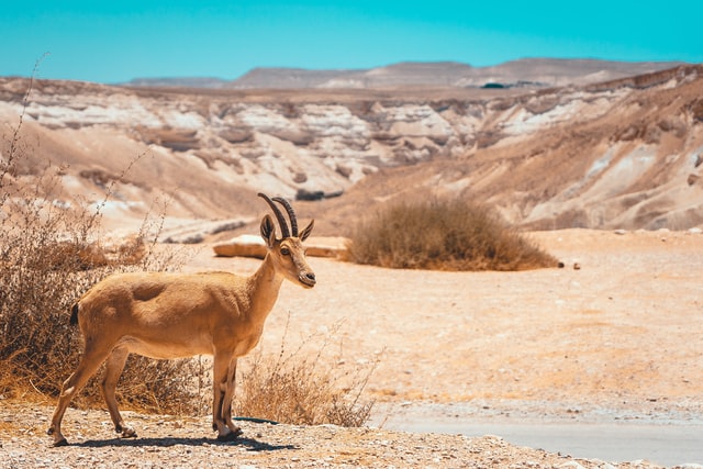 Ein Avdat: A Stunning Hike in Israel’s Negev Desert