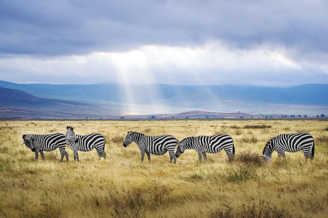 Tips for an Extraordinary Holiday in Tanzania