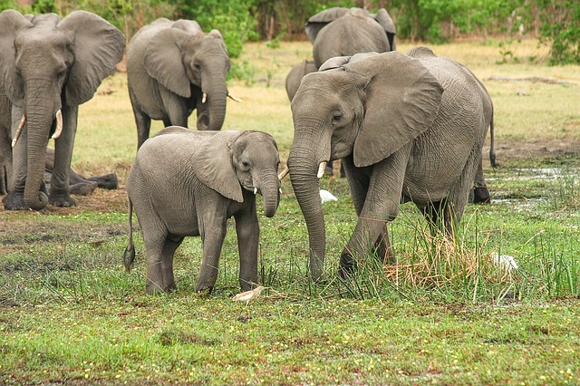 Loud and Proud Tourists: A Botswana Safari with My Parents