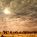 Two Botswana Safaris: The Real Deal with Suzanne Wolko