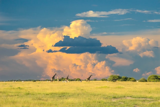 Travel to Botswana: The Real Deal with Stephanie Holdenried