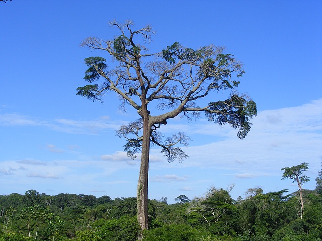 Combatting Witchcraft and Sorcery in Cameroon