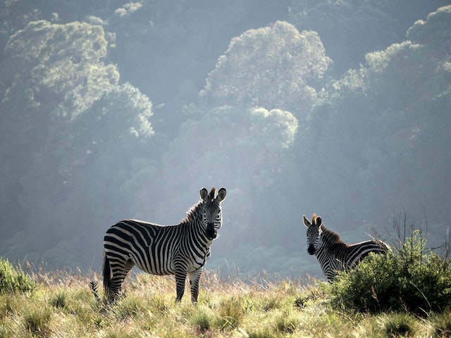 3 Essential Safari Tips