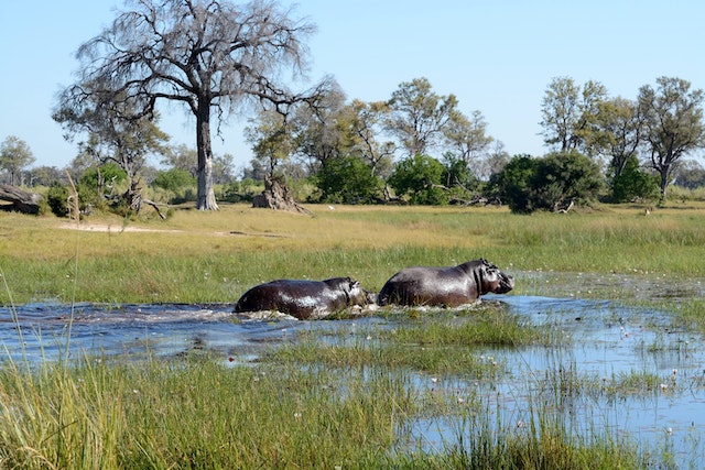 Safari in the Okavango Delta: The Real Deal with Elizabeth Avery.