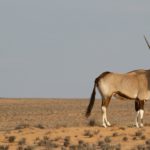 A Luxe Safari in Namibia: A Conversation with Dena Roché