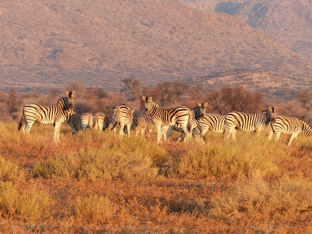 One Year In Namibia: A Conversation with Tina Cuomo