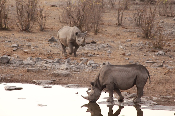 A Journey to Namibia: The Real Deal with Carrie Macomber, Etosha National Park