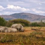 5 Tips for Planning Your African Safari
