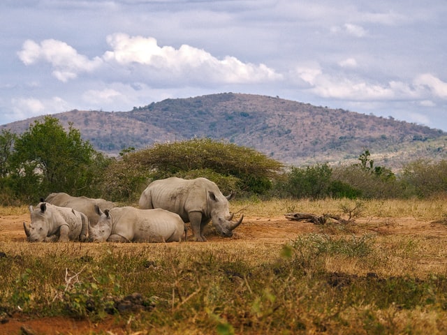 5 Tips for Planning Your African Safari