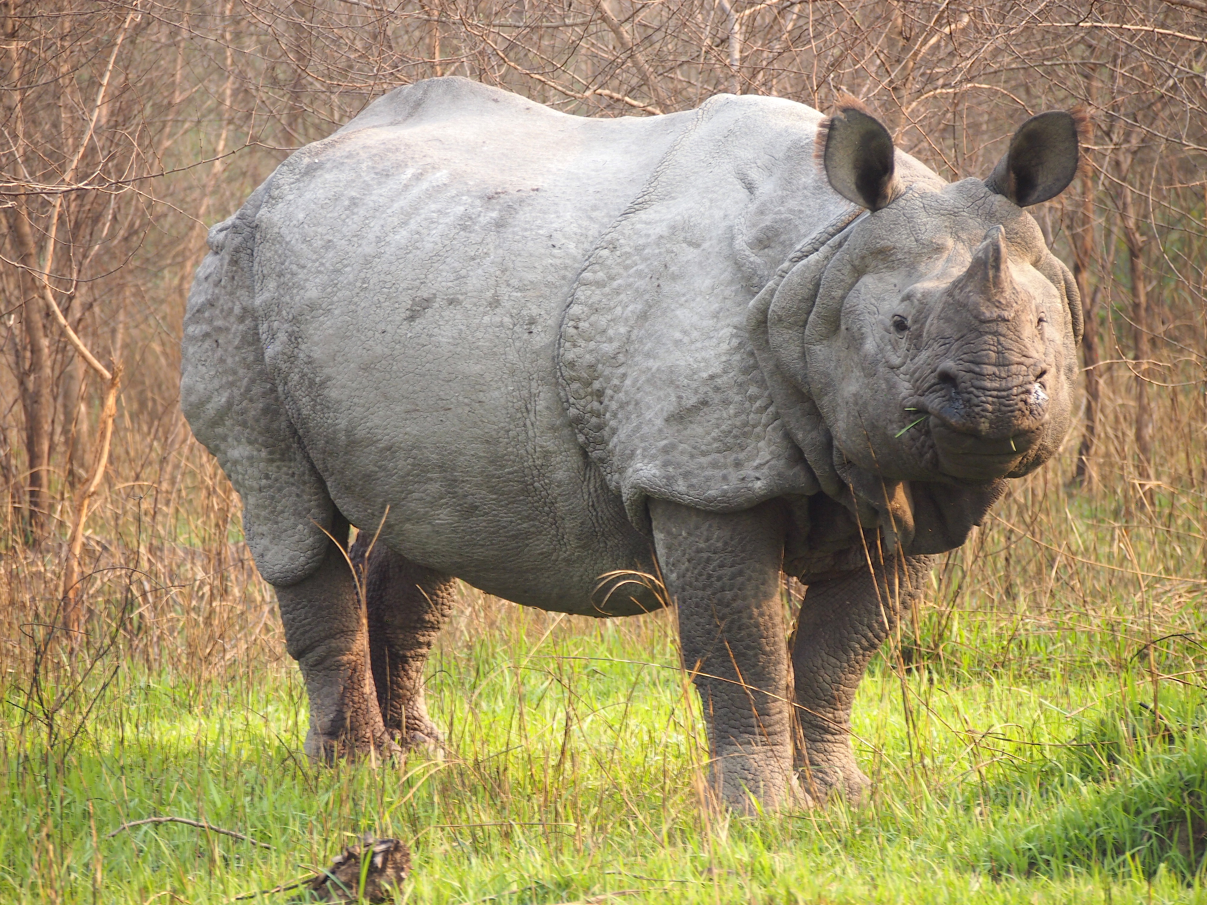 Chitwan National Park in Nepal: The Real Deal With Elen Turner