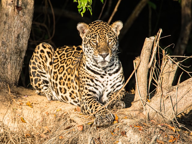 Queen of the Jungle in the Brazilian Pantanal