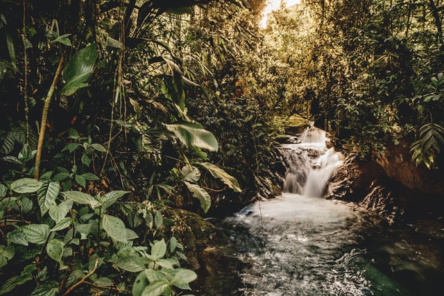 Queen of the Jungle in the Brazilian Pantanal