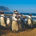 Why South Africa is Perfect for Solo Travel