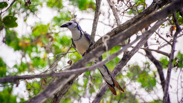 Costa Rica's Biodiverse Osa Peninsula