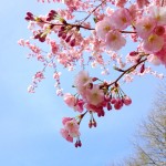 The Beauty and Impermanence of Sakura Season