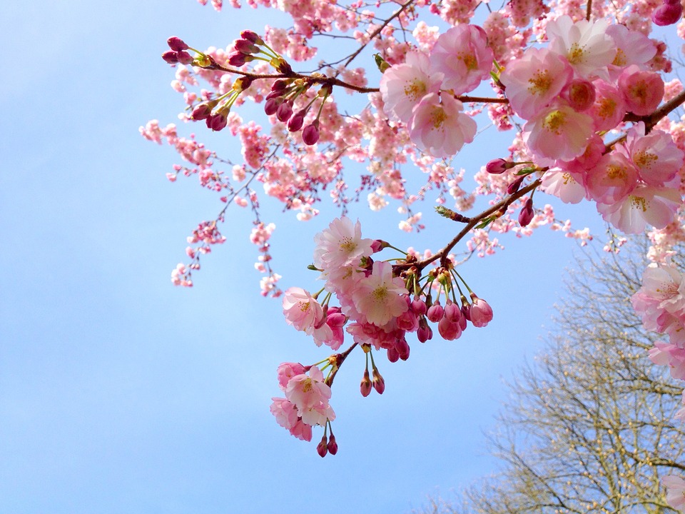 The Beauty and Impermanence of Sakura Season!