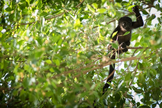 What to Do and Where to Eat in Tamarindo Costa Rica