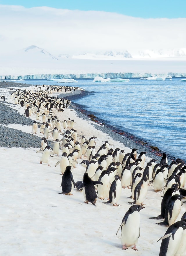 A Last Minute Trip to Antarctica: In Conversation with Alison Mackey