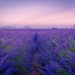 5 Places You Shouldn’t Miss in Provence, France